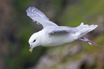 One Fulmar glide on the wind along a cliff on Shetland Islands