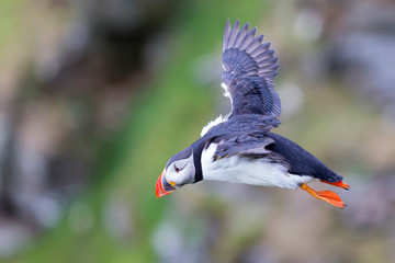 Puffin in flight to catch fish on Shetland Island with strong winds