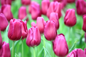 Close up purple or pink tulip in the field.Selective focus.