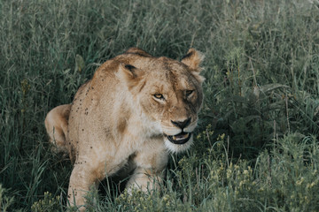 Lion in Serengeti