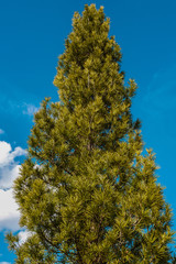 Nadelbaum reckt sich dem Himmel entgegen