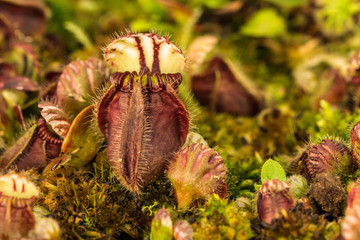 Carnivorous plant, cephalotus follicularis endemic to the Albany region of Australia
