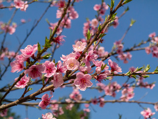 Cherry Trees in Bloom in Northern Virginia