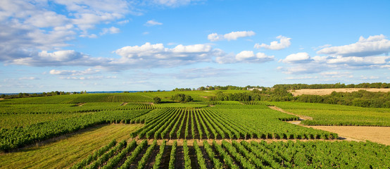 Fototapeta na wymiar Panorama dans les vigne en Pays de la Loire