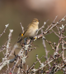 Chiffchaff