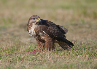 Buzzard