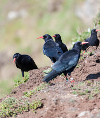 Red Billed Chough