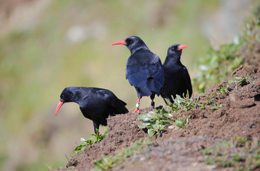 Red Billed Chough