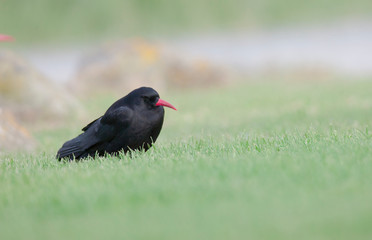 Red Billed Chough