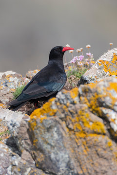 Red Billed Chough