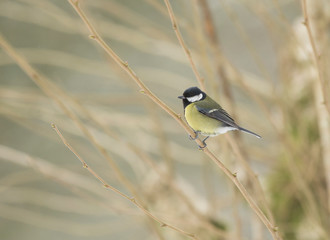Great Tit