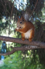 squirrel eating a nutlet