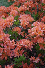 bush with flowers