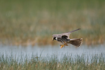 Hobby