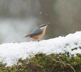Nuthatch