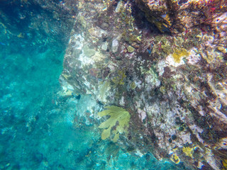 Fototapeta na wymiar Underwater image Caribbean sea Young Island, Saint Vincent And The Grenadines