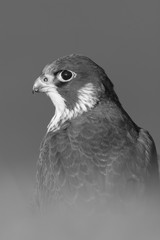 Peregrine Falcon