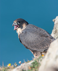 Peregrine Falcon