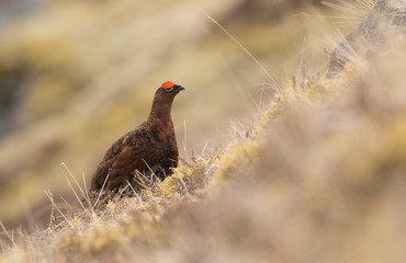 Red Grouse