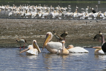 Flock of pelicans on the lake Nakuru. Sunrise morning. Kenya.