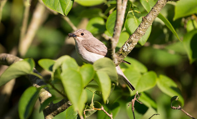 Spotted Flycatcher