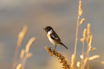 Stonechat