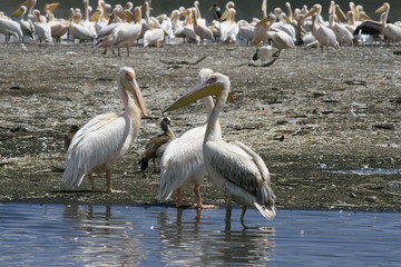 Flock of pelicans on the lake Nakuru. Sunrise morning. Kenya.