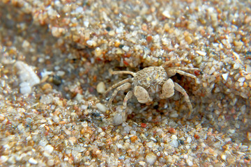 crab on the beach