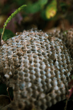panel abejas