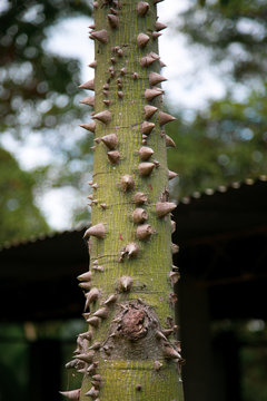 arbol