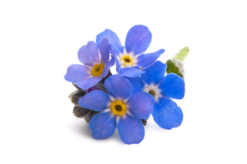 forget-me-not isolated
