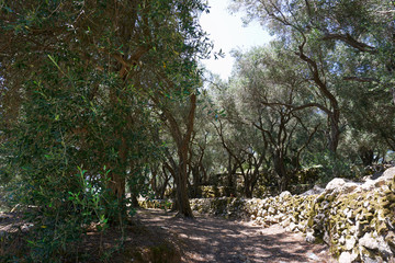 Alter Olivenhain Korfu in Griechenland