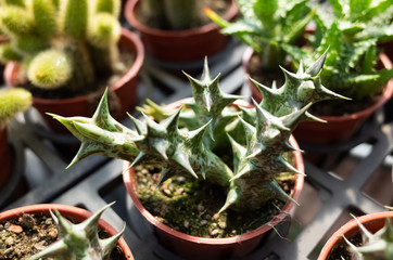 fresh cactus in the flower pot