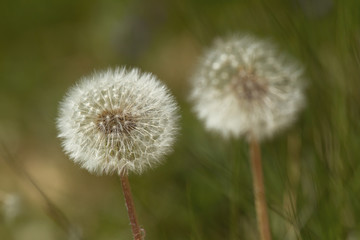 Obraz premium Pusteblume