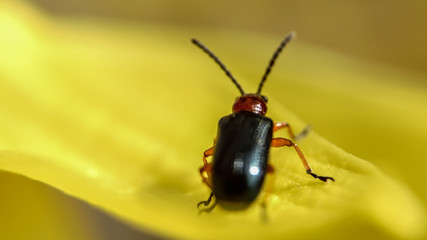 Naklejka premium Insekt