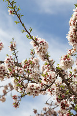 Tree blossom Spring in Teruel country Aragon Spain