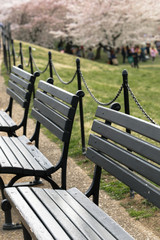 Benches in Washington DC with cherry trees blossoming in the background.