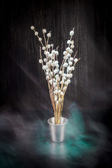 A bouquet of fluffy willow branches (Salix gracilistyla) in the metal-bucket cup in smoke haze