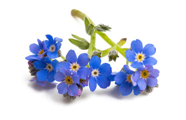 forget-me-not isolated
