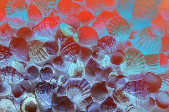 Beautiful different seashells background in blue, red, pink and living coral color neon light. Mollusk seashell texture. © HappyRichStudio