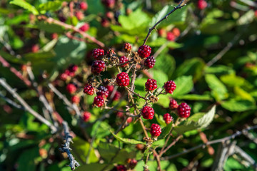 Obraz premium Blackberries and raspberries in a branch