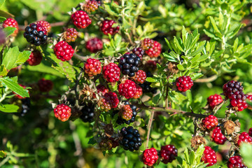 Blackberries and raspberries in a branch
