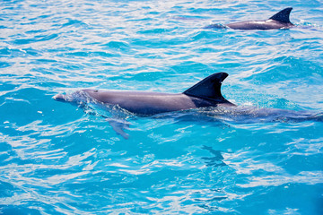 Flipper dolphins in the open ocean