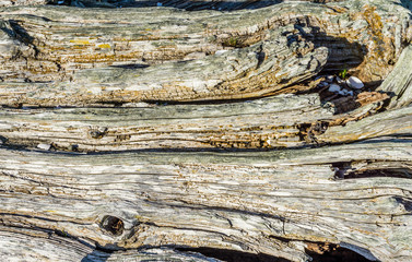 Rough Driftwood Background 2