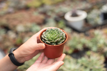 woman hold a cactus pot