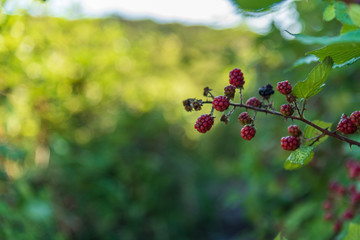 Blackberries and raspberries in a branch