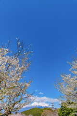 静岡県富士市　岩本山公園の桜と富士山