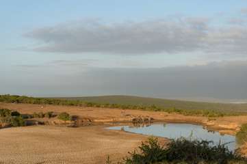 Fototapeta na wymiar Group of female kudu antelopes at waterhole in African savannah