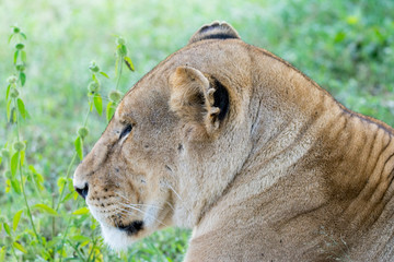Lion in Serengeti