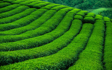 tea